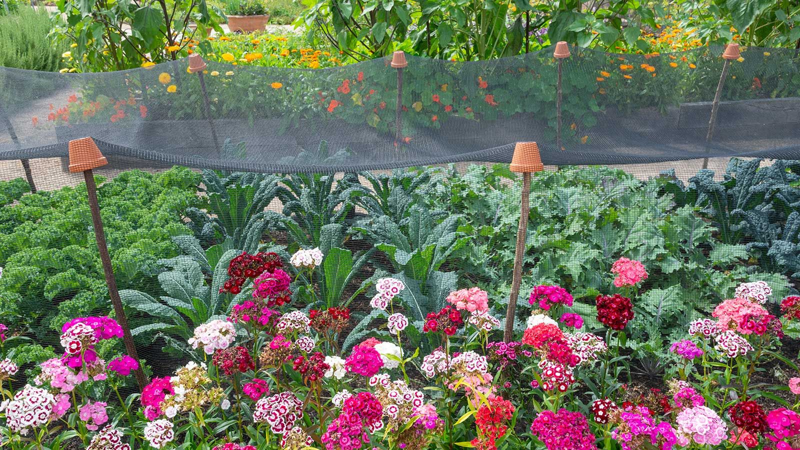 Gardeners urged to choose the right type of garden netting – to avoid ...