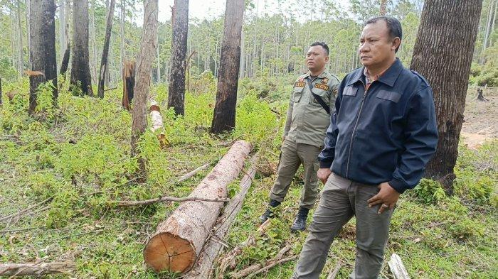 Polres Samosir Temukan Bukti Penebangan Liar di Hutan Lindung KTH Dosroha, Bantah Klaim Hoaks BPSSU