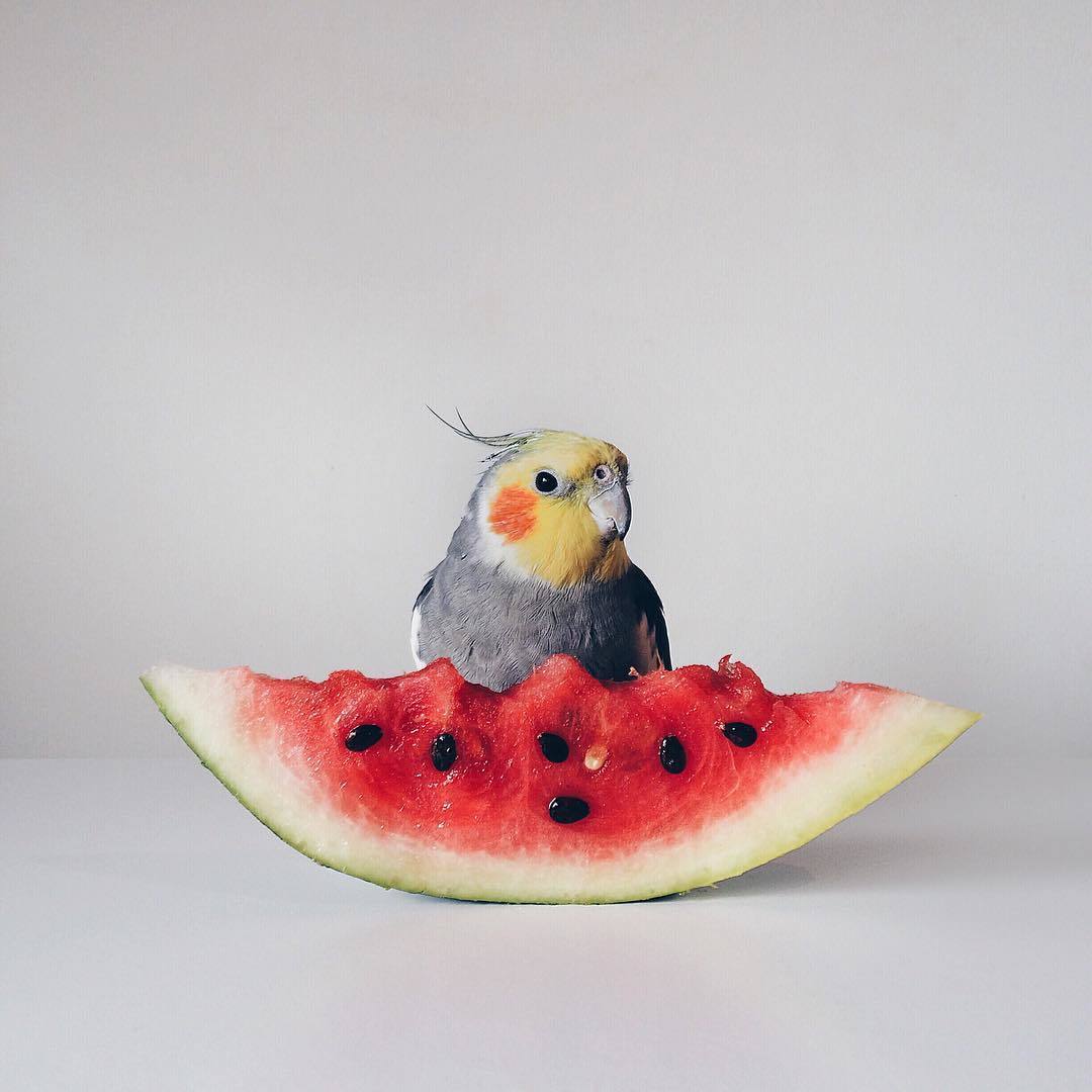 The Weirdest Pets Ever