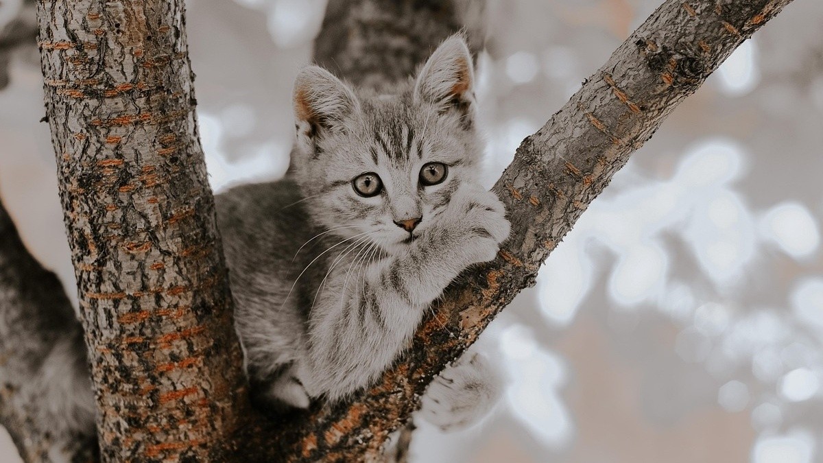 10 subtle signs that your cat needs you more than you think