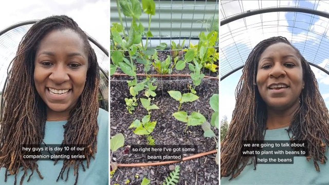 Gardener shares simple method to protect your plants from pests: 'Vital'