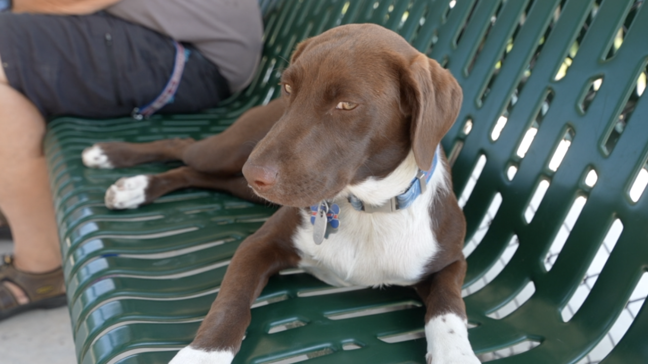 Lancaster Unleashed calls on canine celebrities for 2026 calendar contest