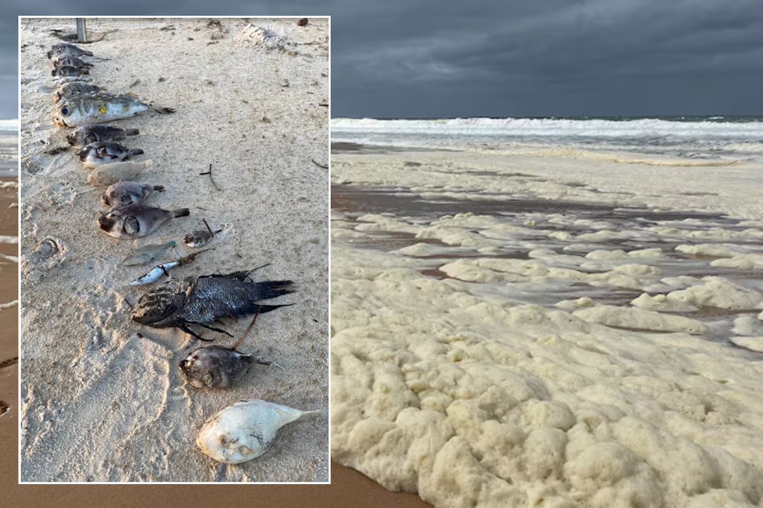 Beaches Turn to ‘Fish Graveyards’ as Australia Seeks National Action