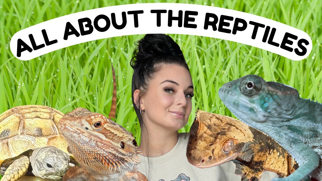 A Reptile Vlog Lucy FINALLY Went - AA1I5NGU.img