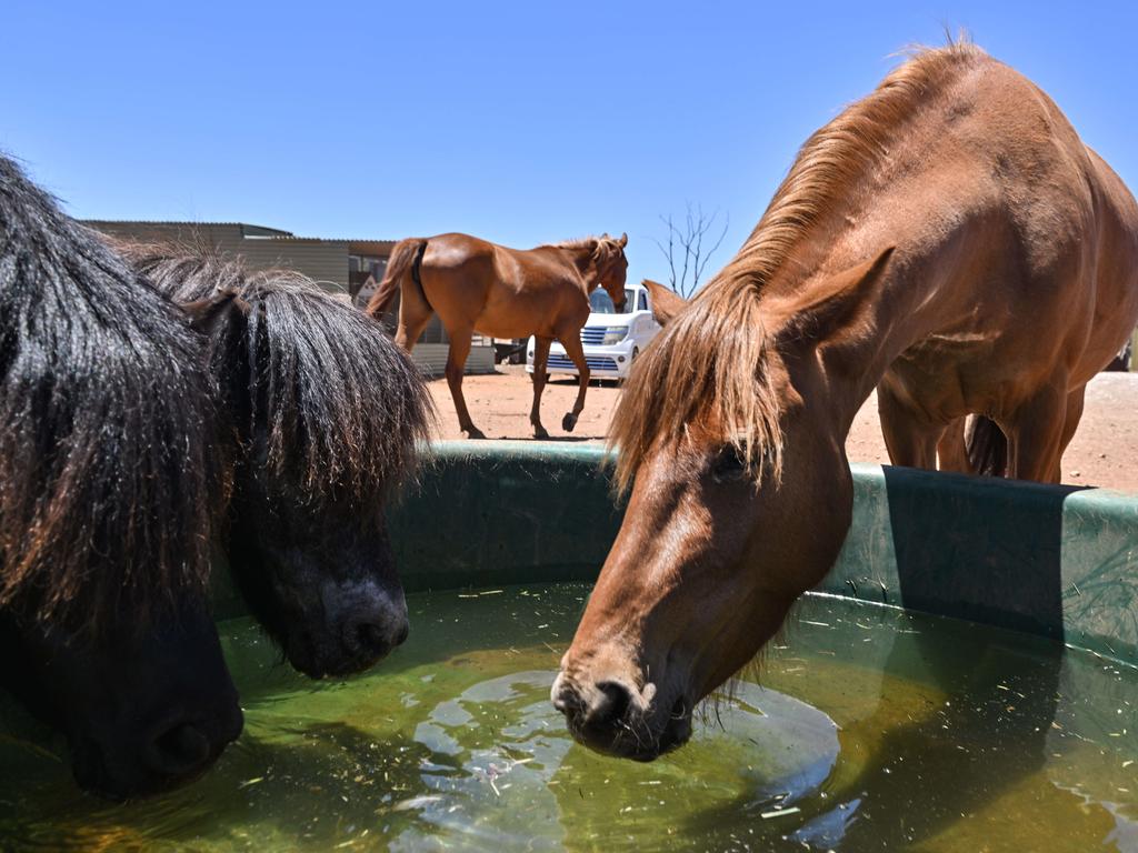 Deadly Virus Kills Horse, Caution Issued