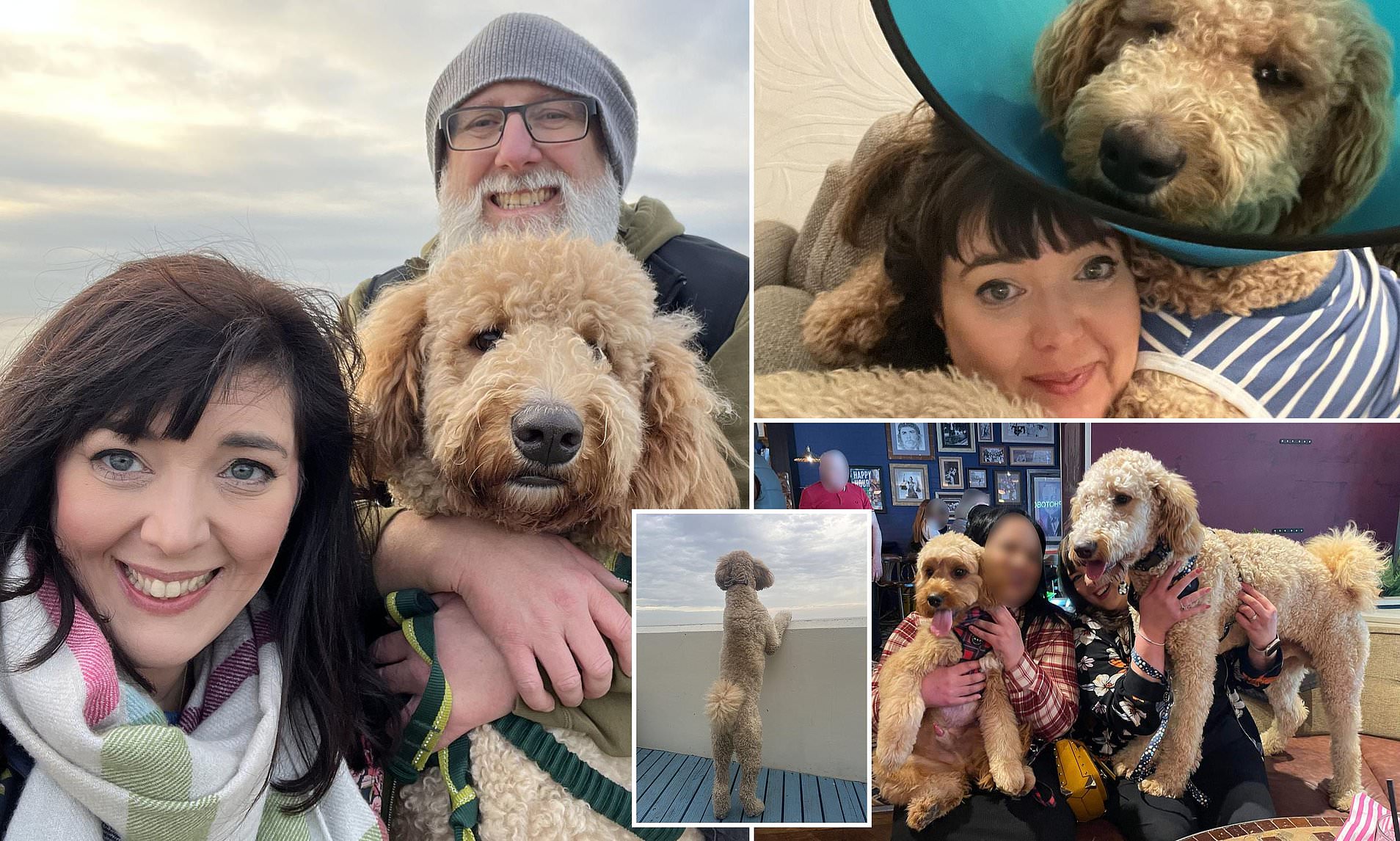 Couple who thought they bought Cockapoo puppy discover it is actually a ...