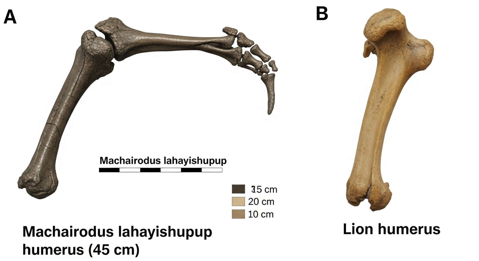 Des bras bien plus costauds que ceux d'un lion