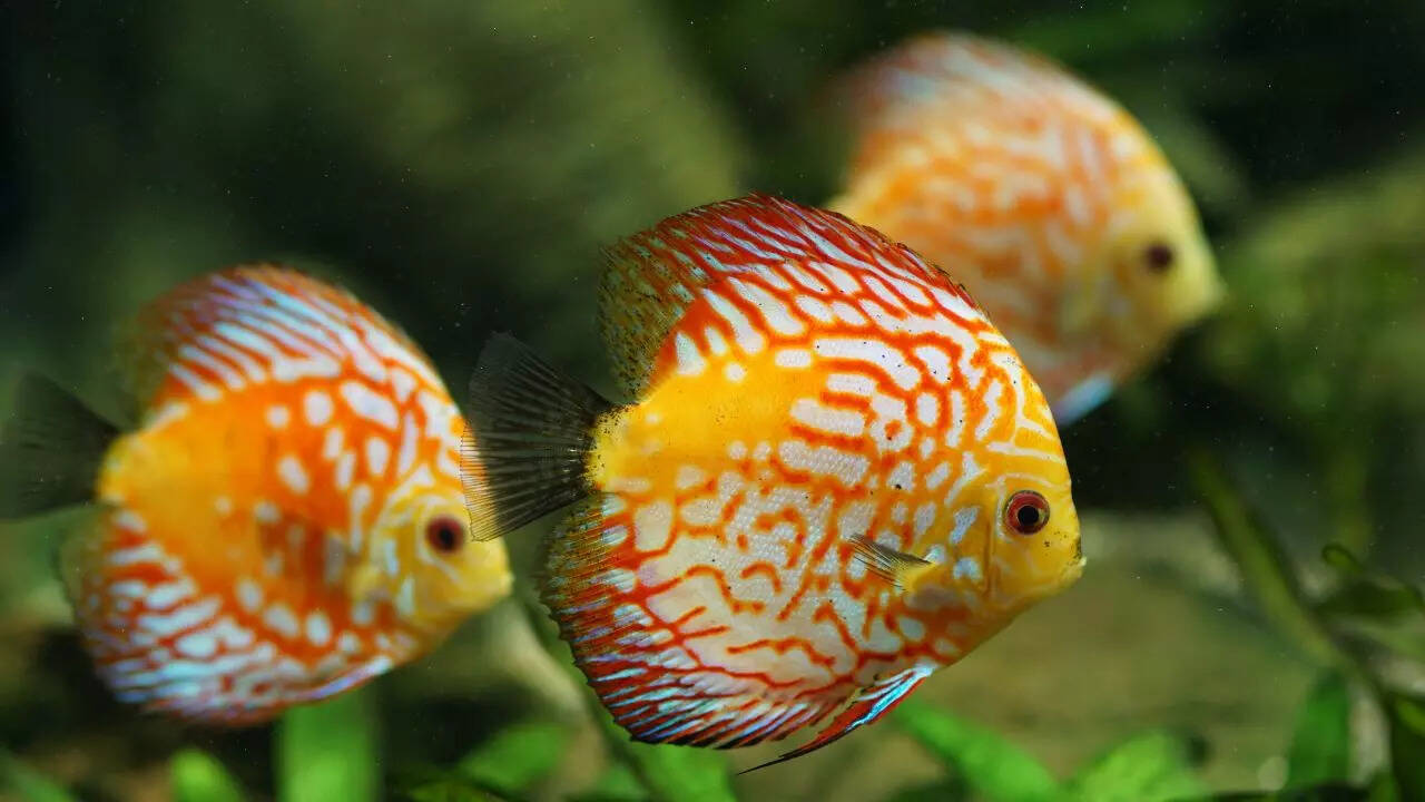 10 longest surviving aquarium fish (some can live up to 200 years)