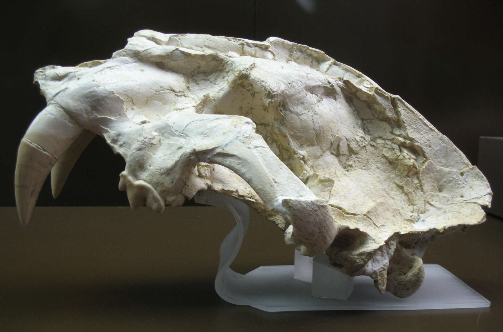 Au menu de ce super-prédateur : des proies gigantesques