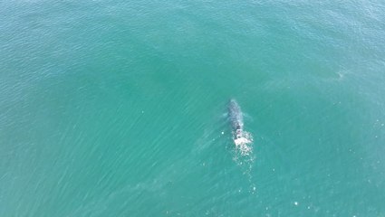 Whale With No Tail Swimming Off - AA1I7Rsg.img