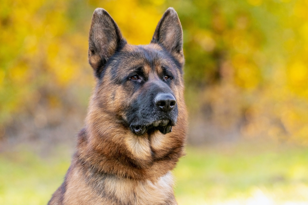 How Many Dogs Communicate with Their Owners
