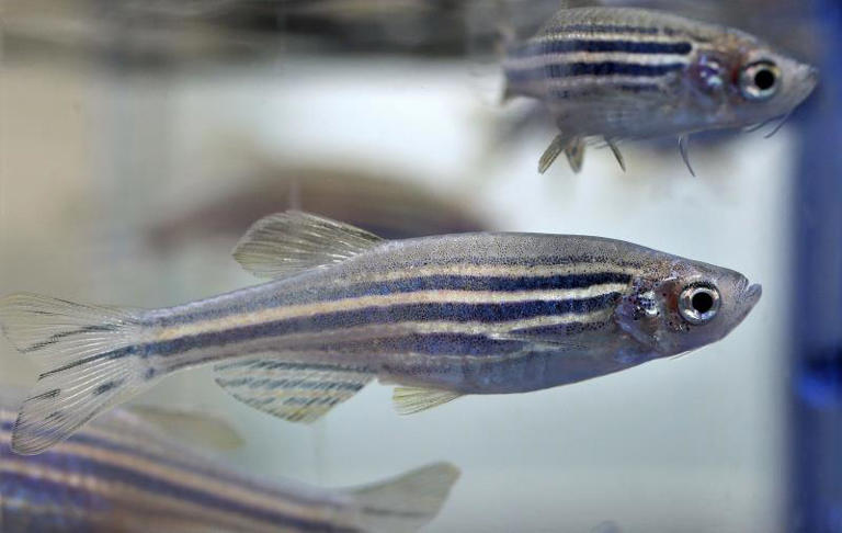 EPA #39 s Lab Animals Go Up for Adoption