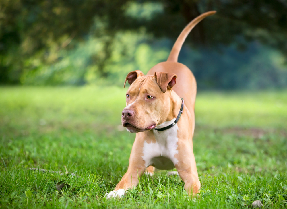 How Many Dogs Communicate with Their Owners