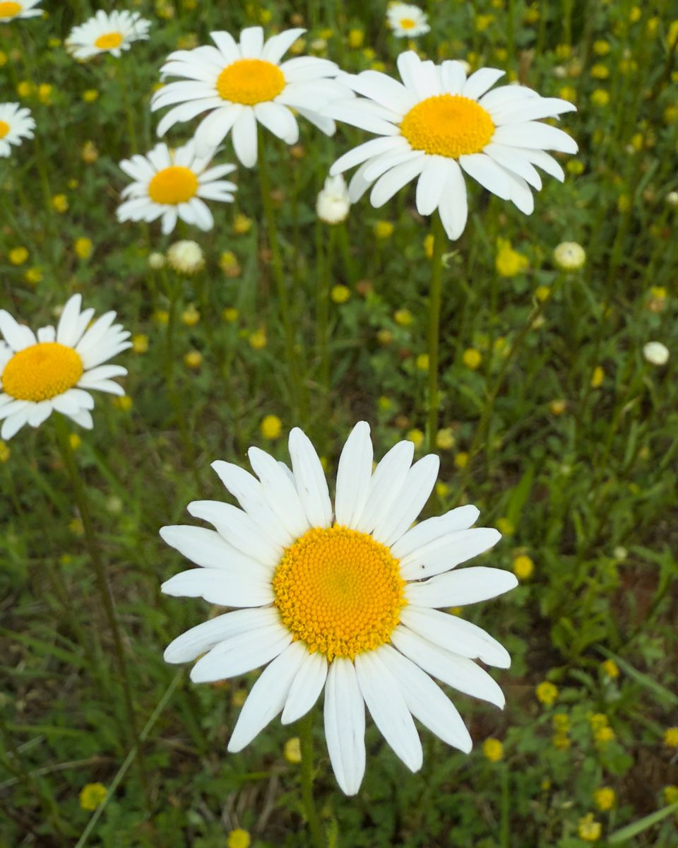 28 Types Of Daisies to Grow in Your Flower Garden