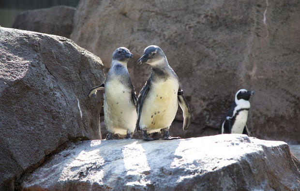The juvenile African penguin chicks that hatched at the National Aviary in February of 2025 have joined the Penguin Point colony. (Photo: Britta Moletz)
