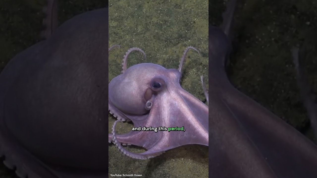 New Species of Glass Octopus Discovered