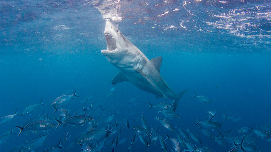 Track Great White Sharks and More - AA1I8UKA.img