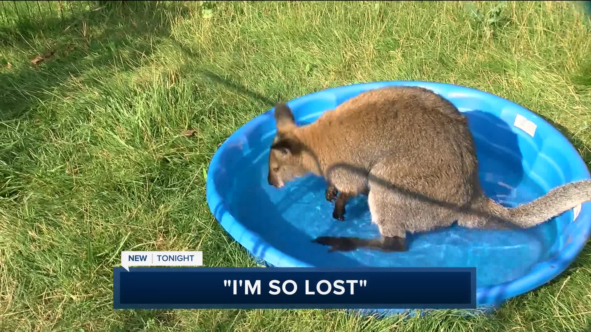 Cudahy woman fights to keep pet - AA1I9WVj.img