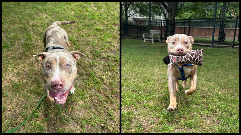 Boston man facing animal cruelty charges after viral video