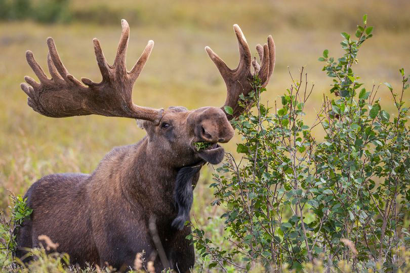 You need #39 20/20 vision #39 to find moose hiding in grass in brainteaser You need #39 20/20 vision #39 to find moose hiding in grass in brainteaser