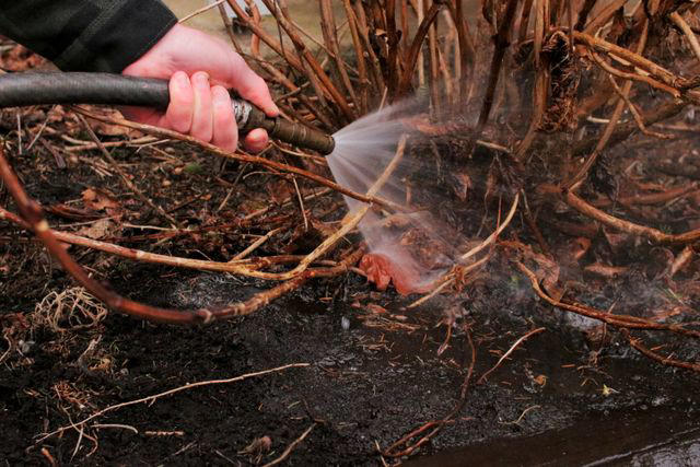How to Revive Near-Dead Hydrangeas and Save Your Garden in the Process