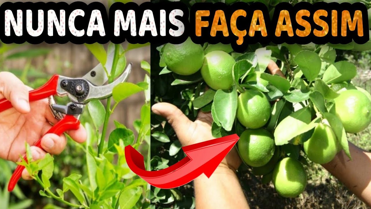 Como Podar Limoeiro Para Que Cresça E Produza Muito Mais Rápido (Limão ...