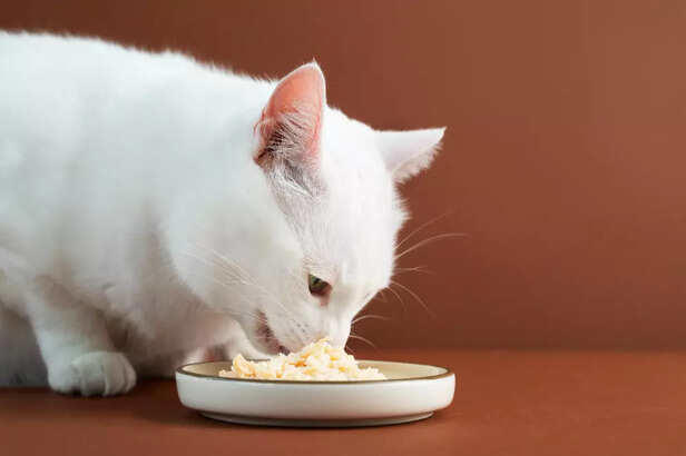 View of Why Milk Might Be Hurting Your Cat's Health