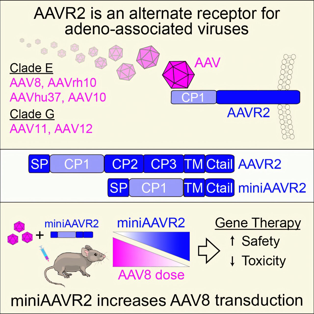 New route into cells could make gene therapies safer