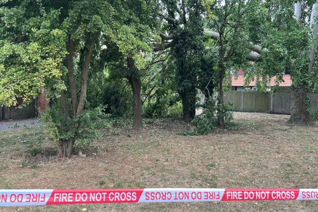 'Avoid area' warning as cordon in place around large collapsed tree in ...