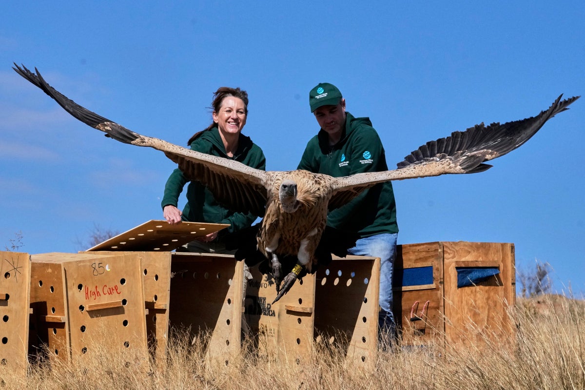 Conservationists Release Rehabilitated Vultures Back Into The Wild On