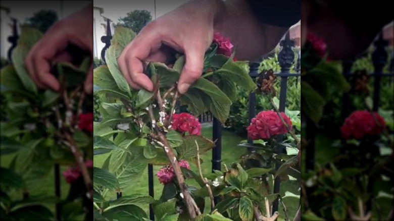 7 Pests That Will Destroy Your Hydrangeas (And How To Get Rid Of Them)