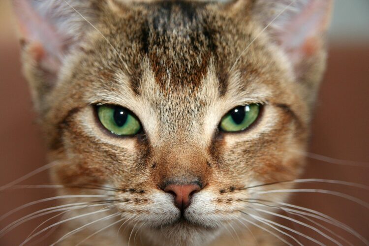 Most Aggressive Cat Breeds: Fierce Feline Personalities