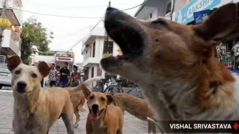 ‘Why don’t you feed them at your own home?’: Supreme Court to Noida woman in dog-feeding dispute