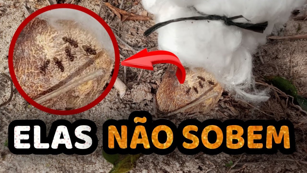 Use Algodão Para Eliminar Todas as Formigas das Suas Plantas (Formiga ...