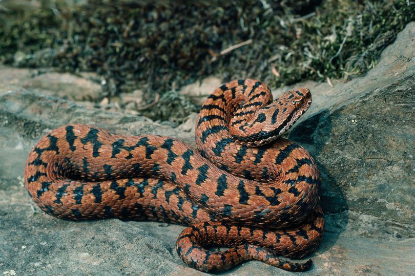Tourist in Spain who 'grabbed' snake for a photo warned he 'could have ...