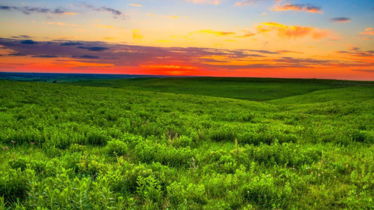 Kansas’ prairie grasslands are America’s forgotten treasure