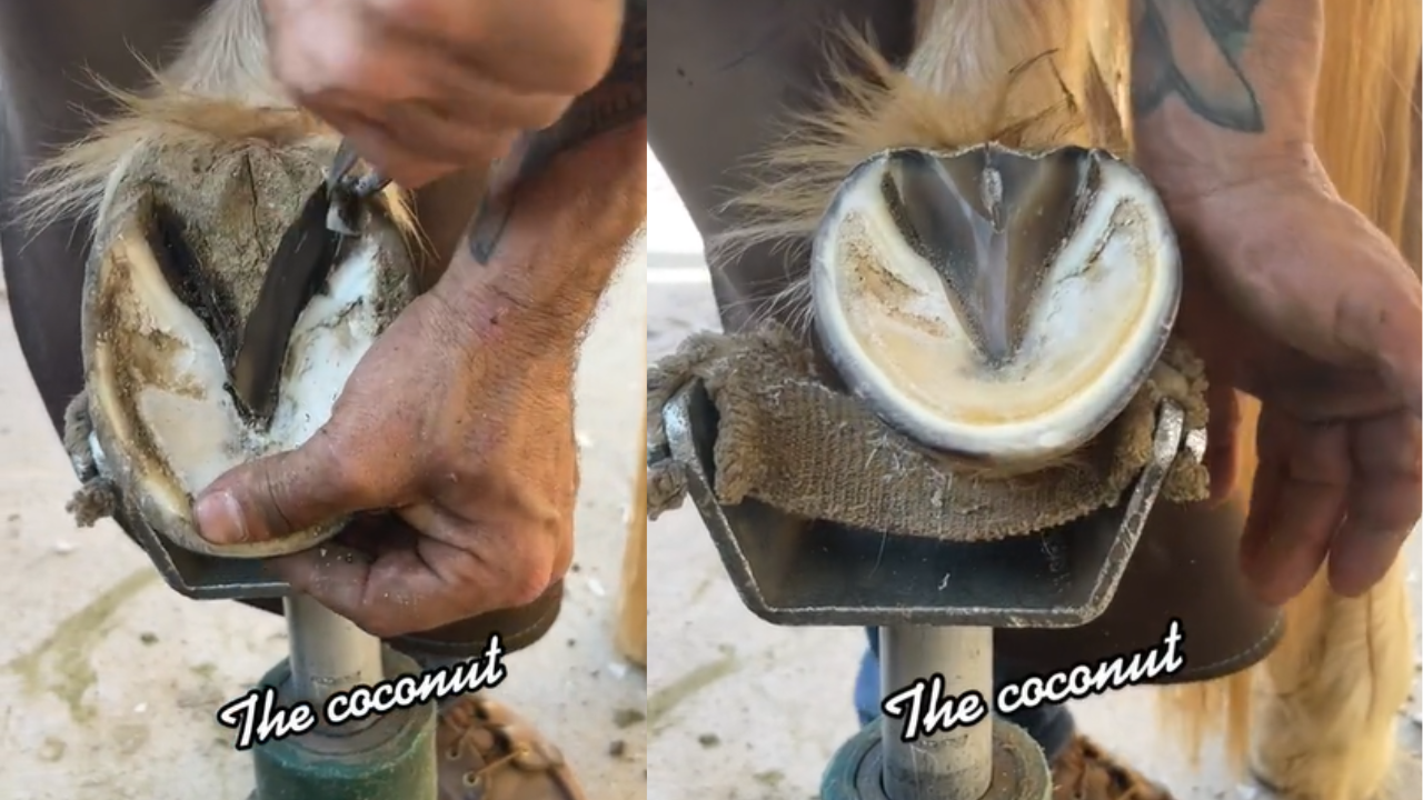 Horse Hoof ASMR – Farrier Trimming Magic