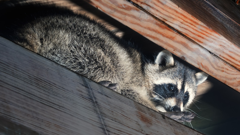 How To Properly Identify Pest Droppings & Rid Your Home Of Unwanted Guests