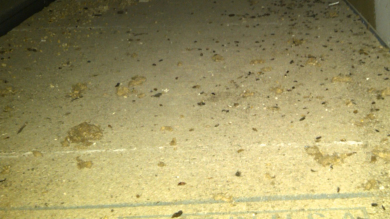 How To Properly Identify Pest Droppings & Rid Your Home Of Unwanted Guests