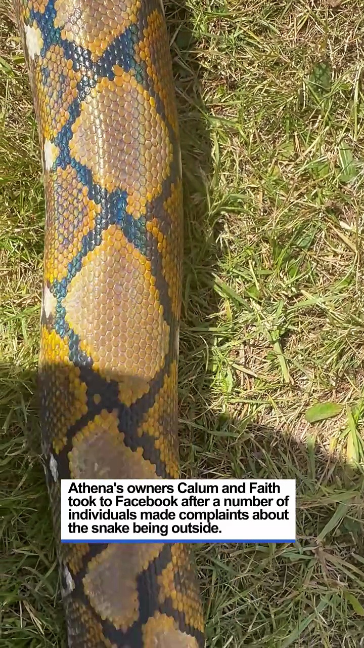 Athena the 14ft Reticulated Python Goes on a Walk