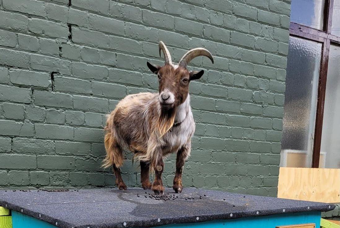 Rodney and Ralph are living their best life at Emmaus Sheffield