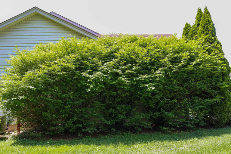 How to make overgrown shrubs look better without starting over