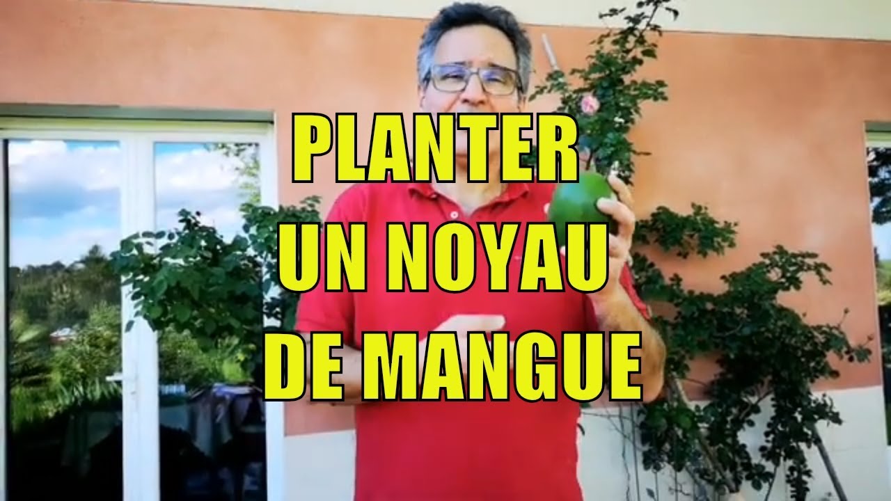 Comment Faire Pousser un Noyau de Mangue à la Maison — free download