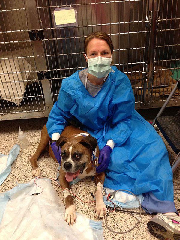 How Cancer Research for Dogs Is Helping Improve Treatment for Pets and ...