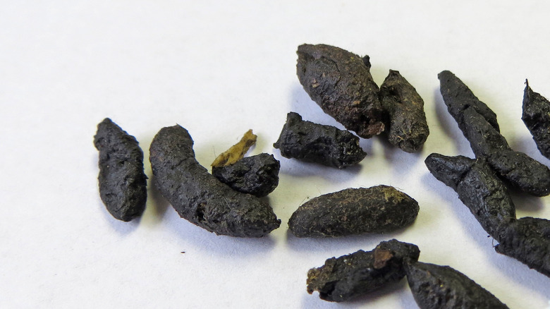 How To Properly Identify Pest Droppings & Rid Your Home Of Unwanted Guests