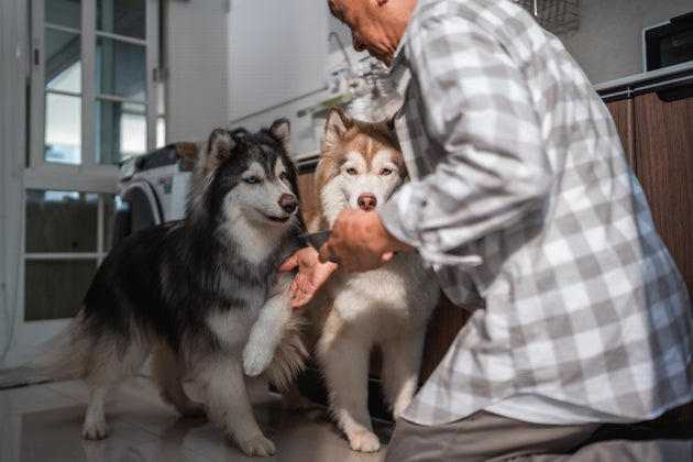 Dog owners say this anti-bark device works like a 'magic switch' — and ...