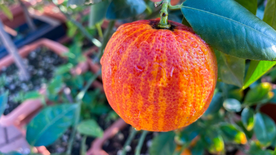 Vypěstujte si duhový pomeranč: Arcobal vás naprosto ohromí barvou a chutí