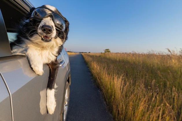 Border Collies can be excellent family dogs, especially for active families. Their intelligence, trainability, and loyalty make them good companions for kids and adults alike.
