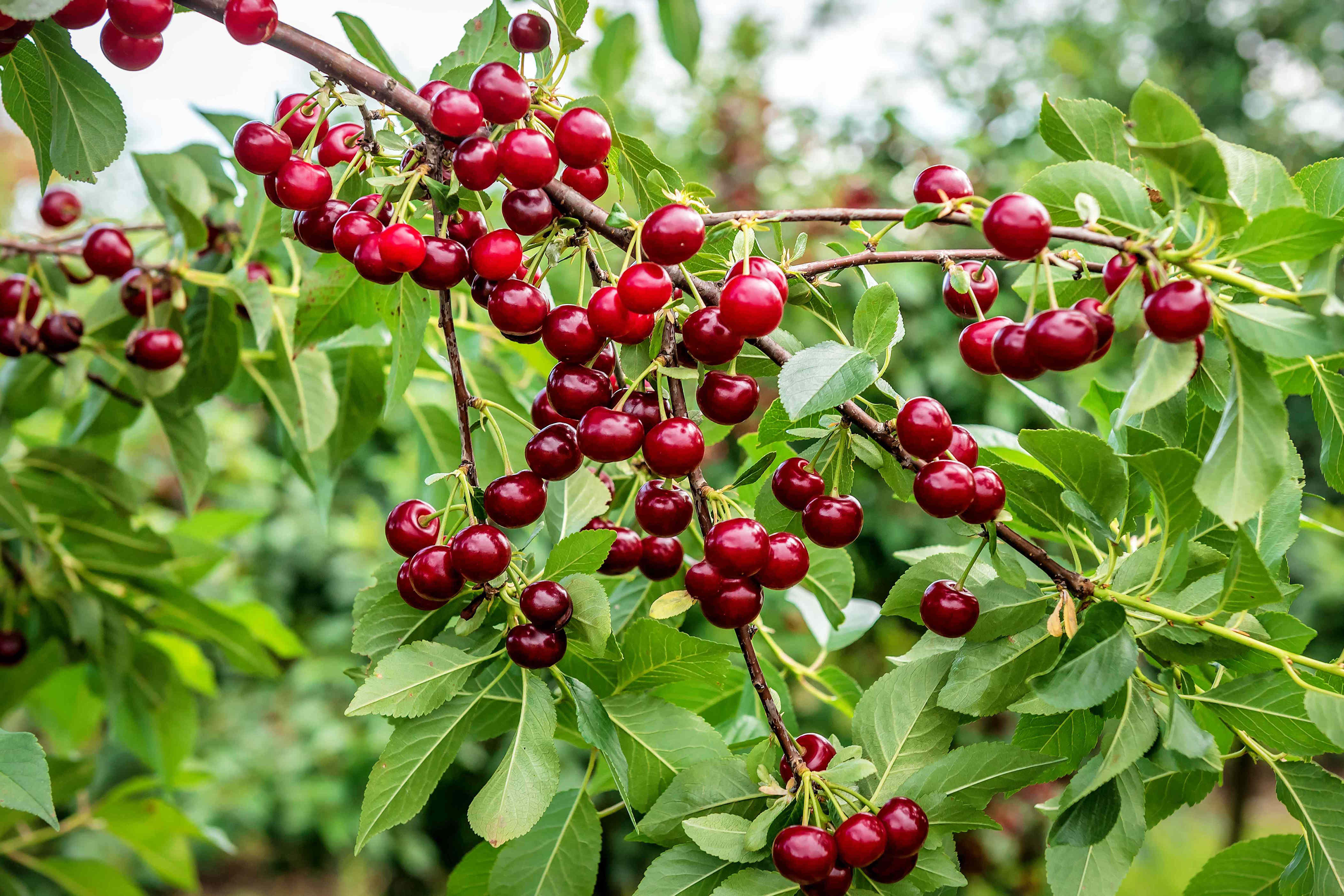 How to Grow a Cherry Tree for Delicious Fruit and Beautiful Blooms ...