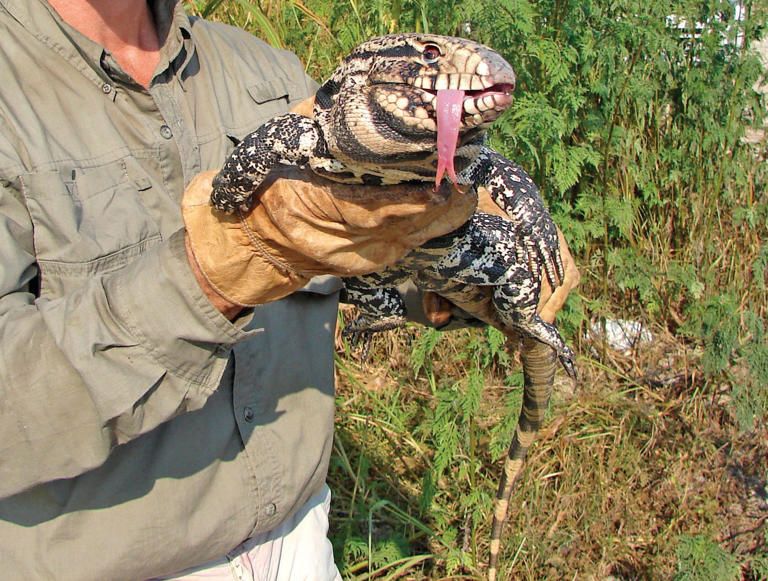 Argentine black and white tegu trap powered by artificial intelligence ...